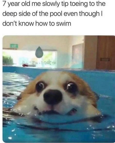 dog swimming meme|dog park memes.